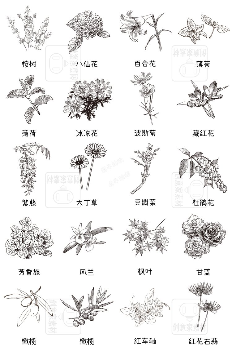 花草植物钢笔手绘描线稿PS笔刷procreate画笔附带AI矢量图案素材2.jpg