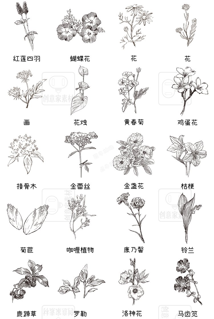 花草植物钢笔手绘描线稿PS笔刷procreate画笔附带AI矢量图案素材3.jpg